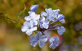 Bachblueten