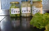 Fermentation