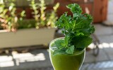 Green Kale Smoothie