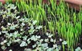 Microgreens Sprossen
