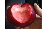 apfel herz 1