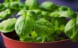 basil 932079_1280