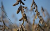 soybean 778177_1280