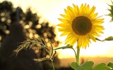 sunflower 1127174_1280